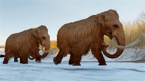 Woolly Mammoth | Britannica