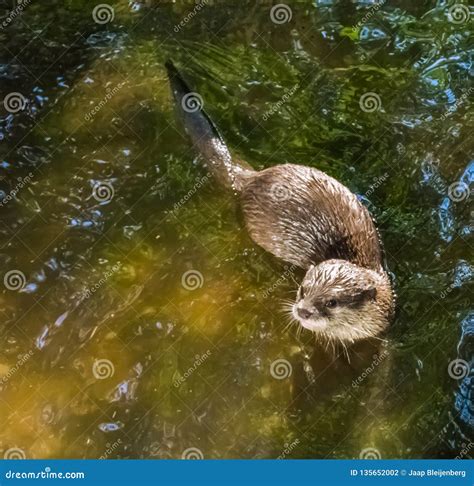 Common Eurasian Otter Swimming in the Water Stock Photo - Image of ...