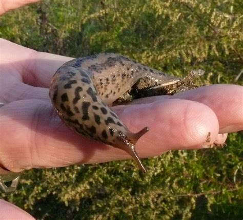 Ohio Birds and Biodiversity: Leopard Slug