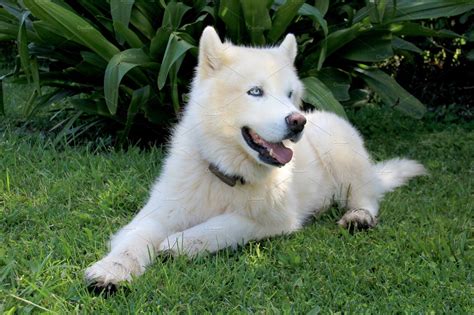 Pure White Siberian Husky Dog with | Husky dogs, Siberian husky dog, Siberian husky