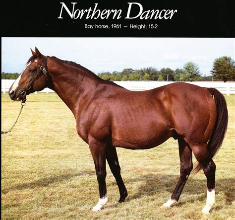 Northern Dancer. Picture from the Windfields Farm stallion brochure ...