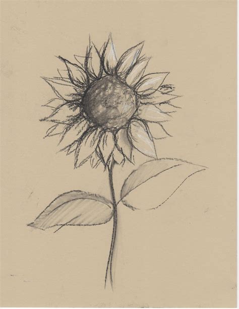 Pencil Sunflower Drawing Ideas - Goimages Watch