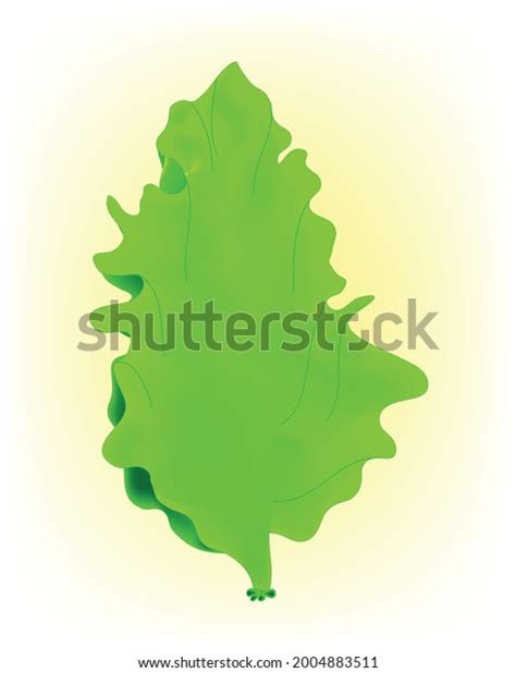 Biological Illustration Ulva Lactuca Anatomy Sea Stock Vector (Royalty ...