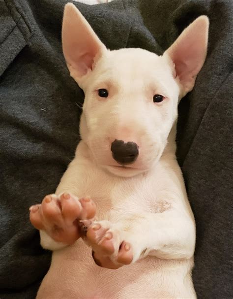 Bull Terrier Puppies For Sale | Placerville, CA #311358