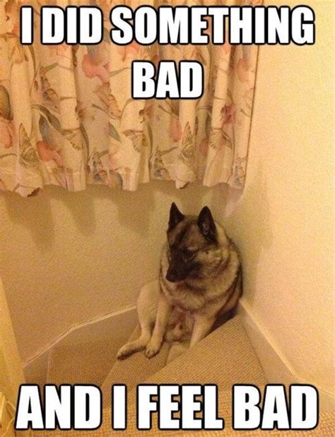 Im a Bad Dog... Funny Dogs, Funny Animals, Cute Animals, Animal Fun, I ...