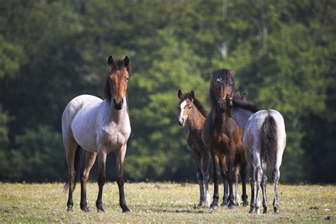 New Forest Ponies | Herd of New Forest ponies , Hampshire, E… | Avon Tyrrell | Flickr