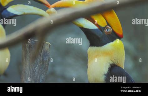 Breeding mating birds wildlife Stock Videos & Footage - HD and 4K Video Clips - Alamy