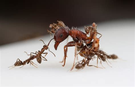 Ant Fight [IMAGE] | EurekAlert! Science News Releases