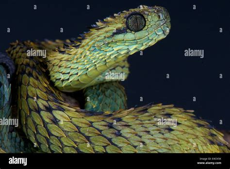 Spiny bush viper / Atheris hispida Stock Photo, Royalty Free Image: 71578575 - Alamy