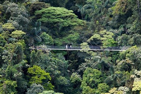 Arenal Hanging Bridges - Alchetron, The Free Social Encyclopedia