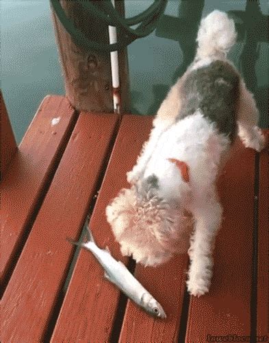 Dog Vs GIF - Find & Share on GIPHY