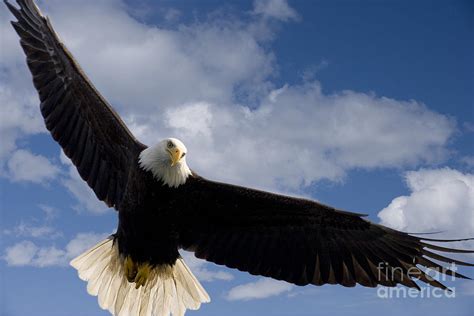 Baby bald eagle wingspan Idea | hostalelportalico