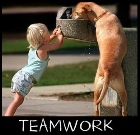 Funny Animal Teamwork Quotes. QuotesGram