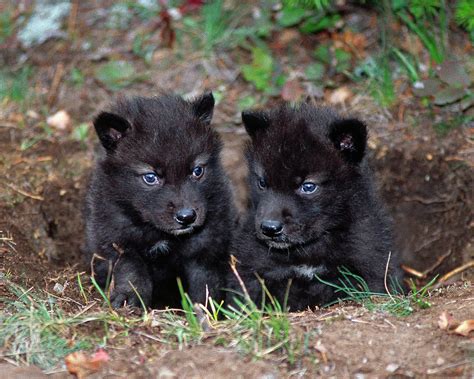 Tundra Wolf Pups in Their Den , Kalispell, Montana Photograph by Ross ...