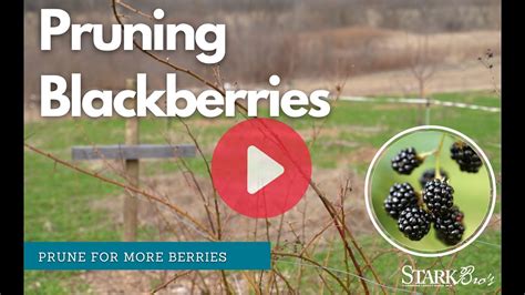 Pruning Blackberries: Spring, Summer, Fall & Winter