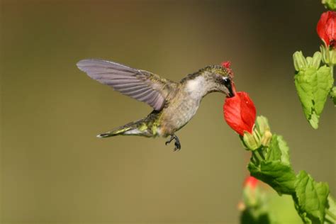 Top 20 Perennials for Hummingbirds | North Haven Gardens