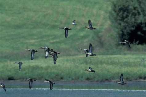 Discover Nature: Blue-Winged Teal Migration | KBIA