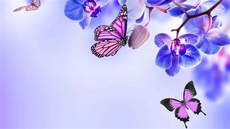 Purple Butterfly Desktop Wallpaper – Cute Wallpapers 2024