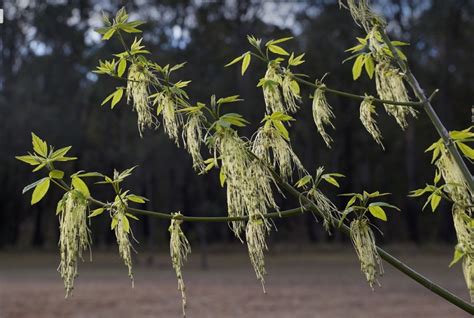 Box elder (Acer negundo) Growing & Care Guide for Gardeners