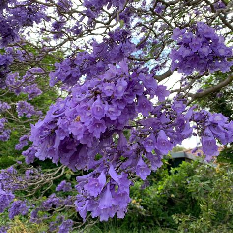 Jacaranda Tree With Purple Flowers | ubicaciondepersonas.cdmx.gob.mx