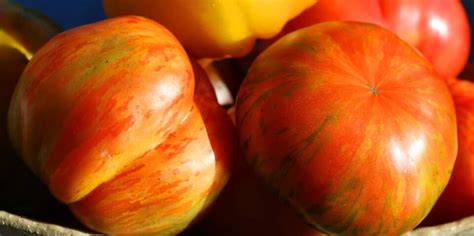 All About the Solar Flare Tomato - Minneopa Orchards