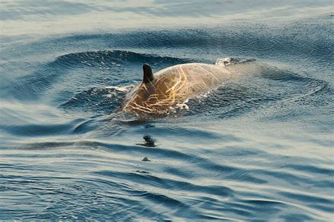 80+ Beaked Whale Photos Stock Photos, Pictures & Royalty-Free Images - iStock