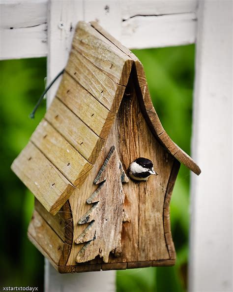 Chickadee Birdhouse 1 | A small bird house in my friend Chip… | Flickr