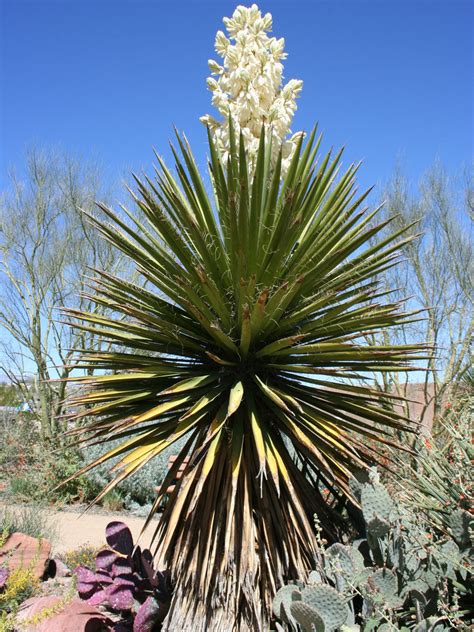 Le Yucca schidigera pour éliminer la coprophagie du chien