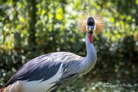 African Jungle Birds