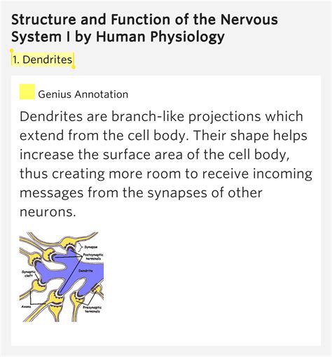 1. Dendrites – Structure and Function of the Nervous System I