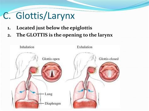 Epiglottis Meaning