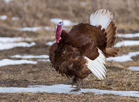 Six Heritage Turkey Breeds on the Farm - Backyard Poultry