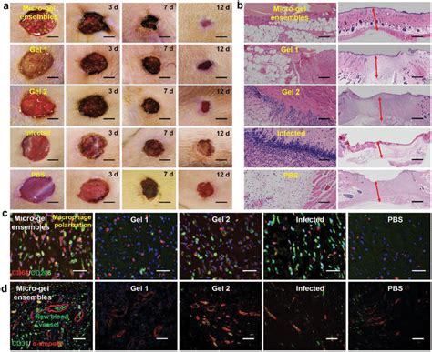 Four processes (wound healing area, granulation growth thickness,... | Download Scientific Diagram