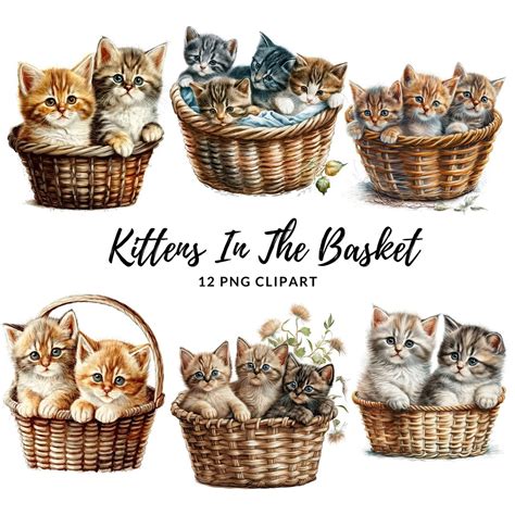 Kittens in the Basket Clipart 12 High Quality Pngs Digital - Etsy