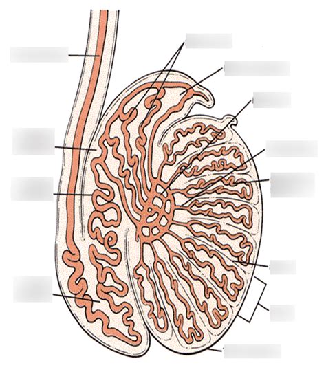 Scrotum Anatomy Diagram