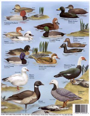 Duck Identification Chart | Duck Identification Chart #2: | Duck identification, Pet birds, Bird ...