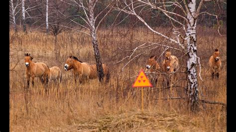 Wildlife Of Chernobyl - Environoego. Protect The Planet