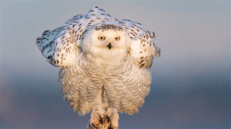 Owl Images