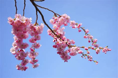 HD wallpaper: Japanese Carp Art, cherry blossom near water with two ...