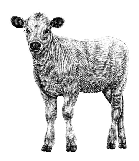 Baby White Park cow - calf ink illustration Drawing by Loren Dowding - Fine Art America