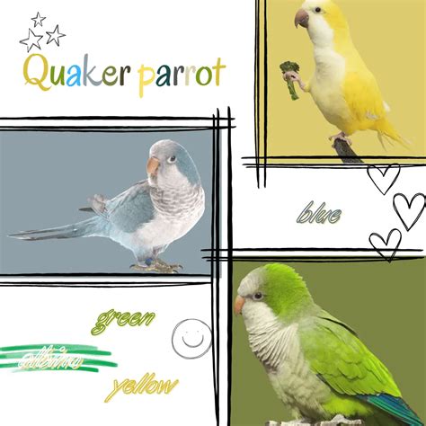 Quaker Parrot Color Mutation Chart - Infoupdate.org