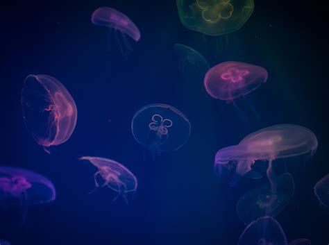 Kostenlose foto : Qualle, Cnidaria, Marine wirbellose Tiere, Meeresbiologie, wirbellos ...