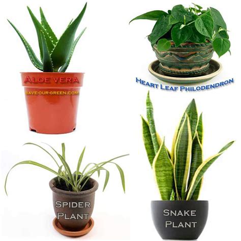 15 house plants to reduce pollution - Save Our Green