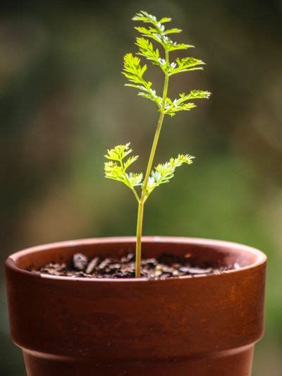 Container Carrots: How To Container Grow Carrots