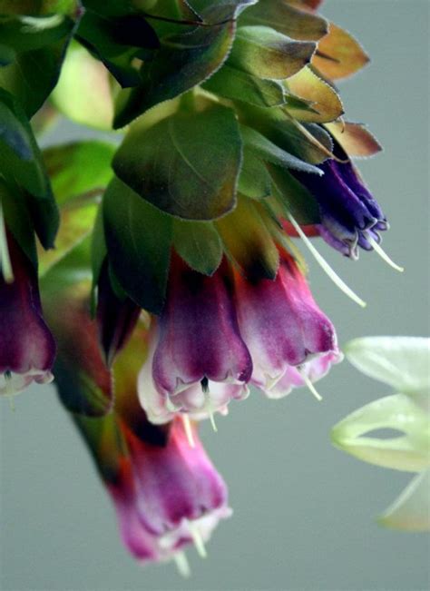 Cerinthe major ‘Purpurascens’ – Higgledy Garden