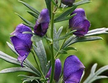 Aconitum Heterophyllum