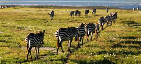 Wildlife Safari Tours - Real Adventure Expeditions - RA Safaris