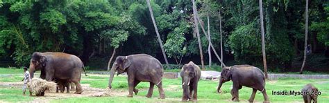 Everything about Mysore Attractions ! | Mysore Zoo