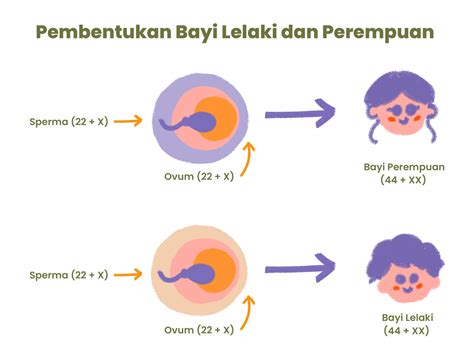 Cara Menentukan Jenis Kelamin Bayi, Penentu Jenis Kelamin Bayi