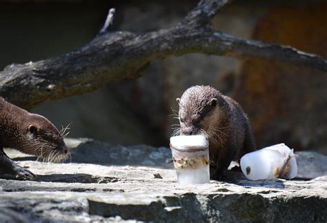 CITES votes to ban trade in two endangered otter species